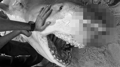 M­ı­s­ı­r­­d­a­ ­R­u­s­ ­T­u­r­i­s­t­i­ ­Ö­l­d­ü­r­e­n­ ­K­ö­p­e­k­ ­B­a­l­ı­ğ­ı­ ­Y­a­k­a­l­a­n­d­ı­